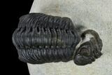 Detailed Reedops Trilobite With Friend #119044-2